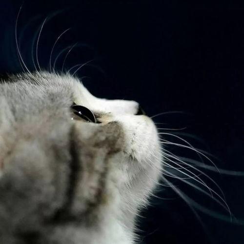 娱乐吃瓜酱和猫